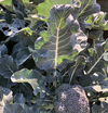 京の無農薬野菜《ブロッコリー、カリフラワー、赤水菜のチョップドサラダセット☆