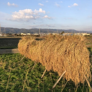 紀州自然栽培米「亀ノ尾」玄米　天日干し・黒米入り