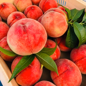 【累計20,000件突破】人気急上昇中！本場山梨でしか味わえない熟した『豊熟桃』