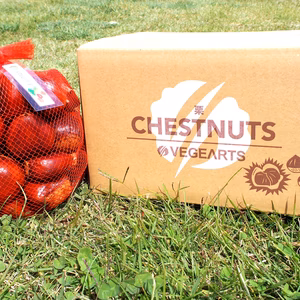 【ぽろたん】皮がむきやすく食べごたえのある　長野県産大粒栗