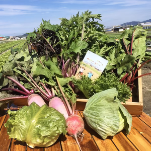 【週替わり】今週の野菜セット♪ラインナップは説明分を見てね！