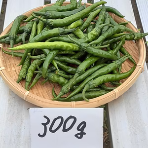 ガツンと辛い！かまちゃん農園の「激辛青唐辛子2022年新物」300g