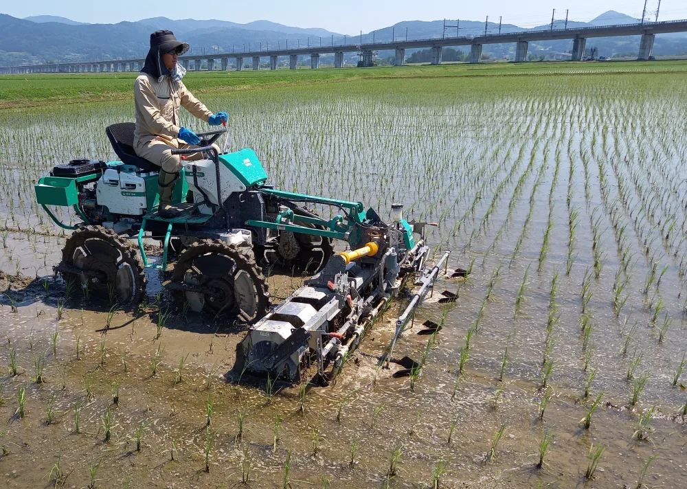 【新米】有機JAS転換期間中：自然農法ササニシキ10㎏