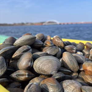 【まとめ買い用】日本最東端 根室 温根沼産の極上アサリ3kg