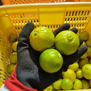 【果汁たっぷり完熟 小玉】完熟小玉かぼす 栽培期間中 農薬不使用 カボス