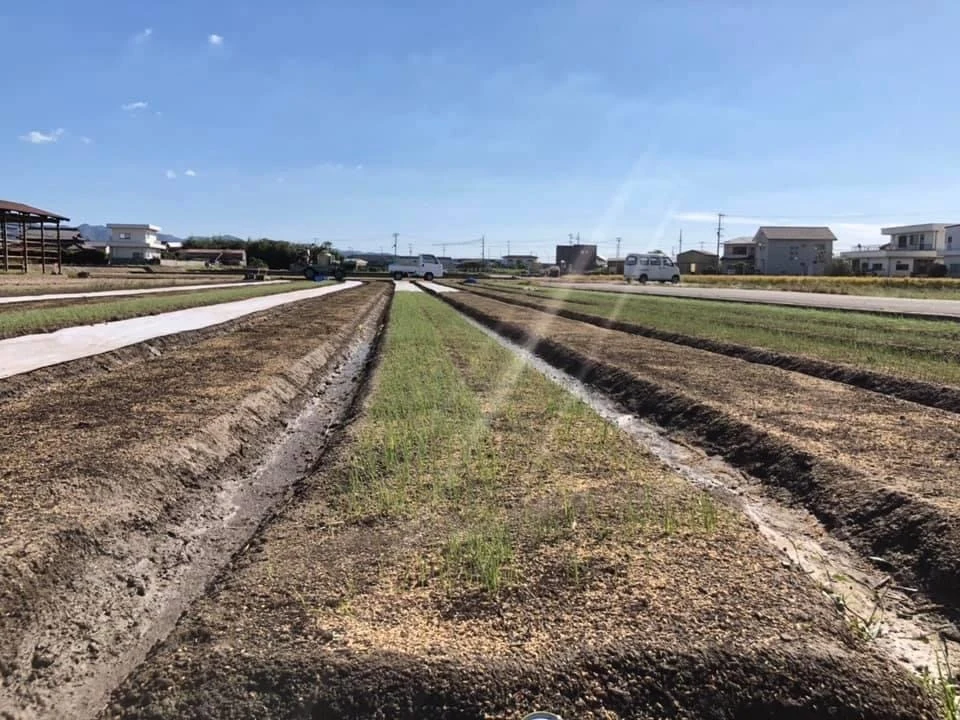 淡路島産　玉ねぎ苗　1束　100本　晩生　もみじ3号