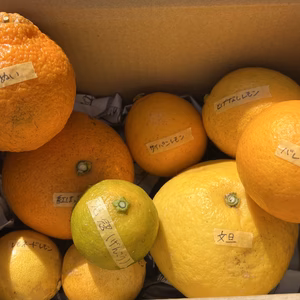 お試し◯ねこ農園の春セット