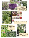 フレンドフラワー達★ビオラ・パンジーと植えられるお花のセット★