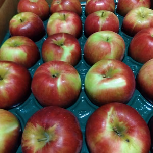 大訳あり紅玉5キロ