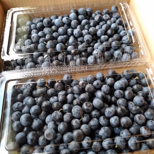 チョット酸っぱい初恋の味、完熟、無農薬ブルーベリー