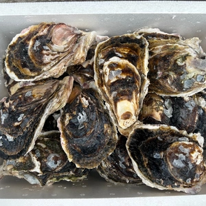 奥能登！里海の恵み！石川県穴水産　濃厚岩牡蠣（生食用）20個（300g以上/個）