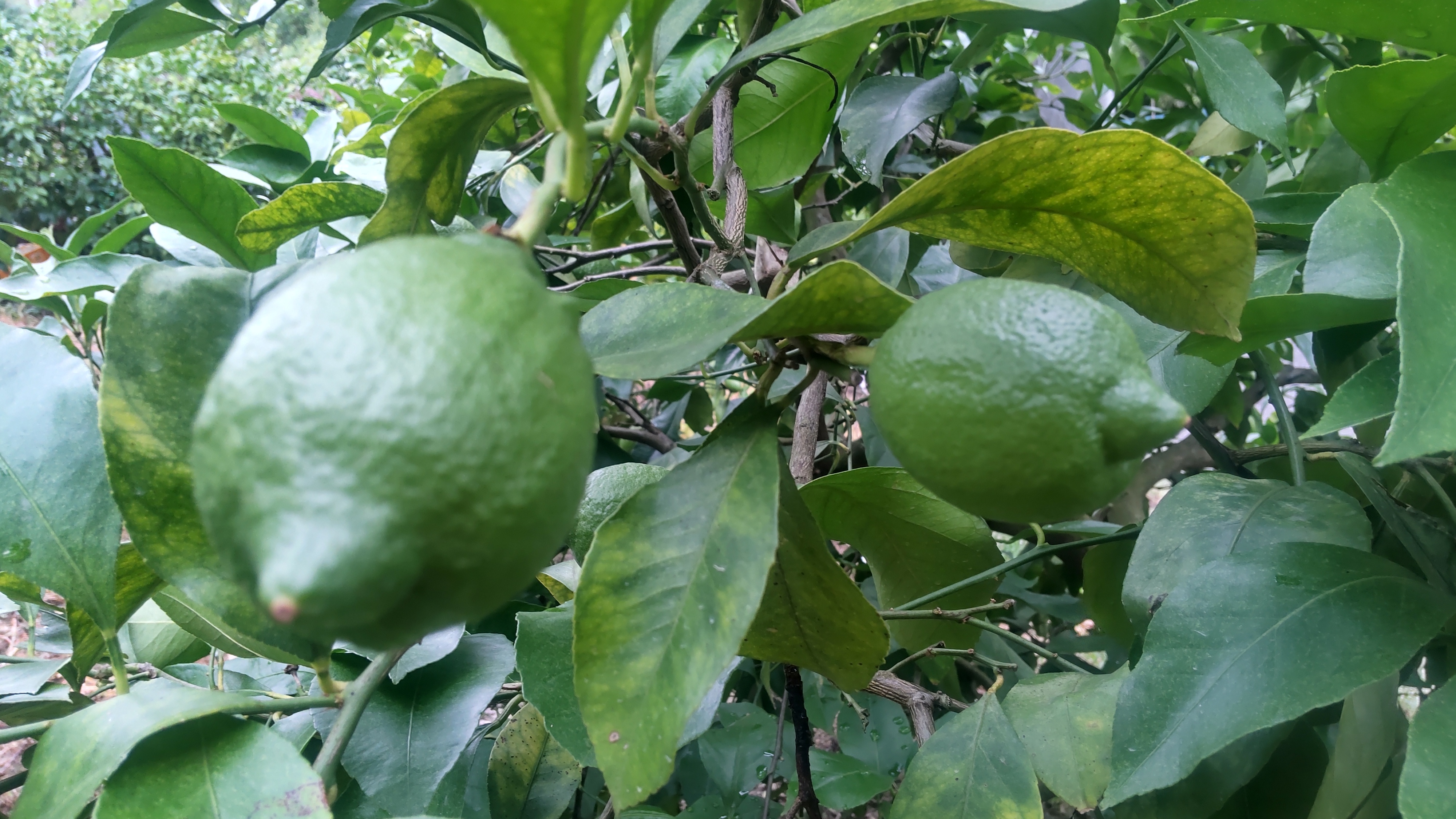 皮も使える広島県産レモン 訳あり品 2kg(約20個入)｜レモンの商品詳細