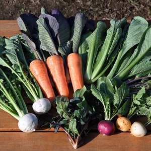 【限定】有機野菜BOX７品目以上　(有機JAS認証取得)