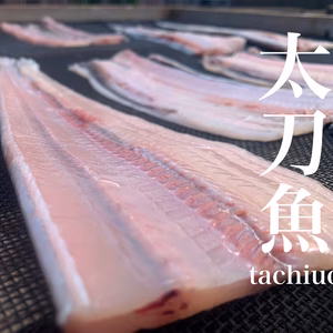 漁師も唸る！太刀魚の干物【数量限定中サイズ】