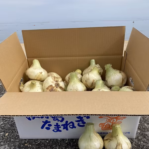 リピーター様好評✨「島の宝」淡路島新玉ねぎ❗️（10kg箱）