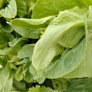 春だ！花野菜まつり♥️
