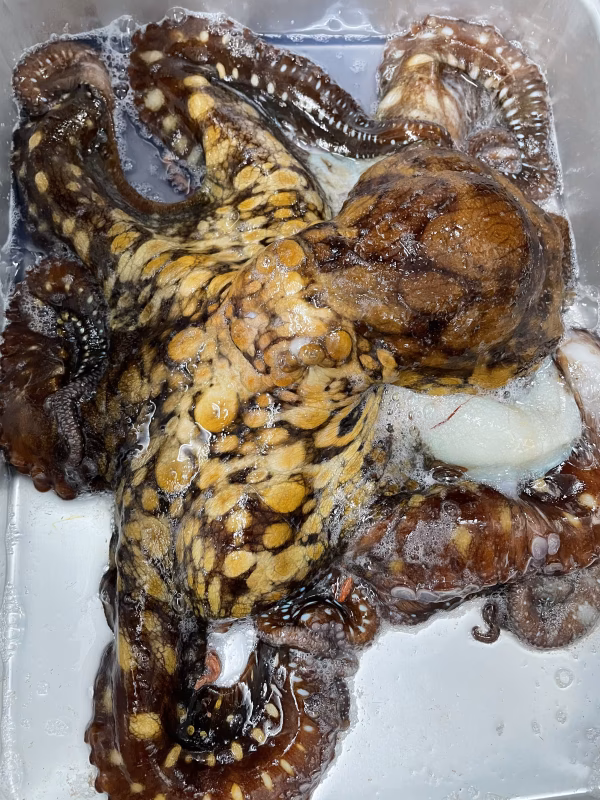 冷凍　ワモンダコ　下処理あり約2.0キロ