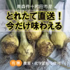 【とれたて直送!!】新鮮フレッシュなオーガニック新玉ねぎ