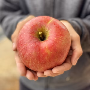 特大サイズ【シナノスイート】あま〜い誘惑♡人気品種 5kg（11.12玉）