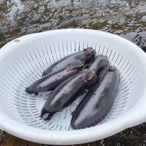 期間限定　夏の高原ナス　夏野菜　朝採り　なす　茄子