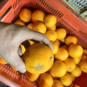 中山農園の白柳ネーブルオレンジ「風」B級品