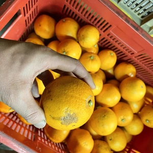 中山農園の白柳ネーブルオレンジ「風」B級品