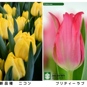【チューリップ】八重咲きニコン黄　ゆり咲きプリティラブ ピンク 各１０本