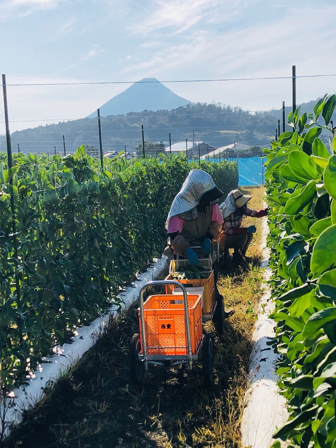 鹿児島県指宿市｜株式会社にしやま農園｜西山友紀子さんの生産者