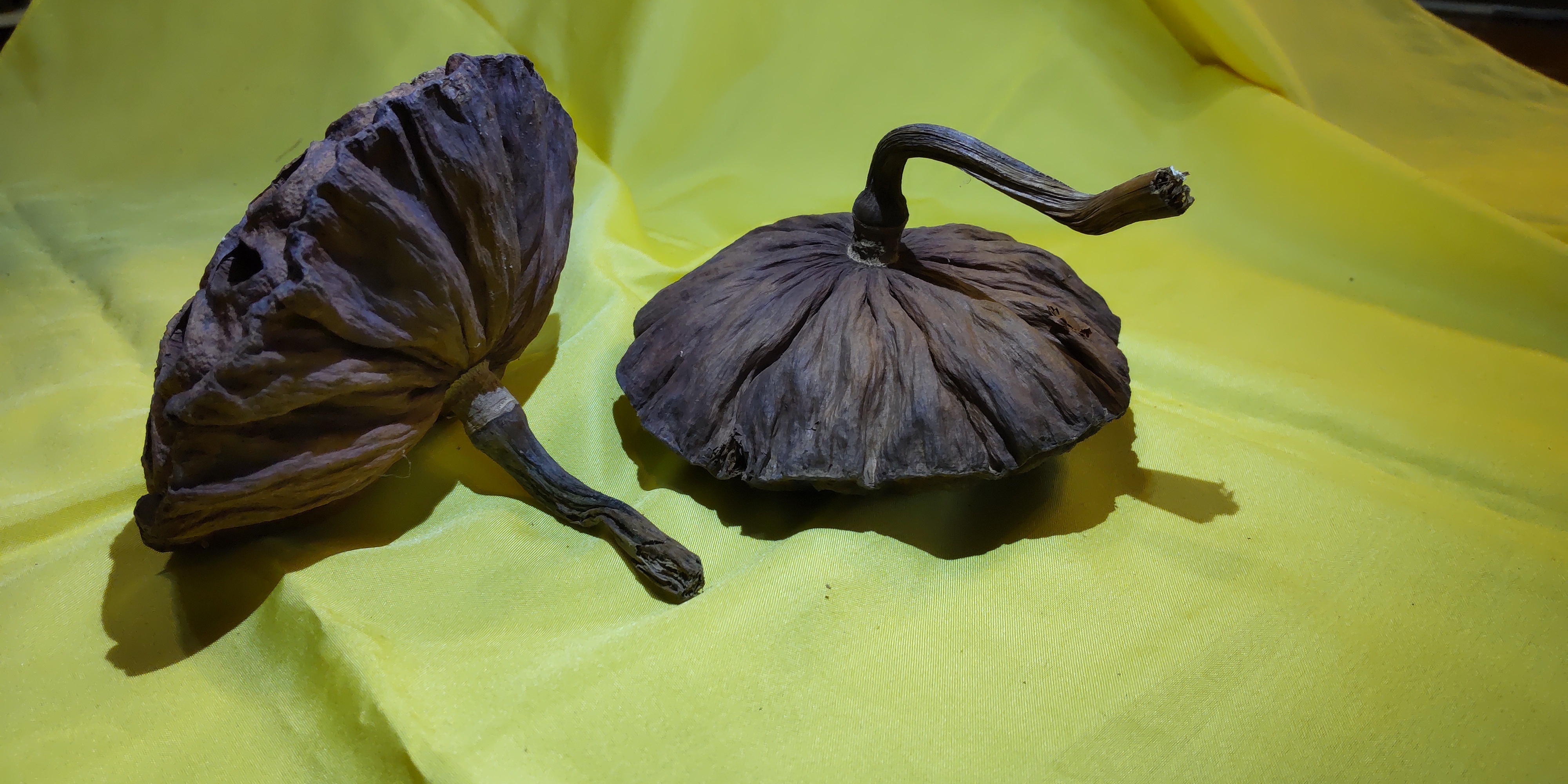 貴重】蓮の花 ドライ花托(かたく)｜その他の花・観葉植物の商品詳細