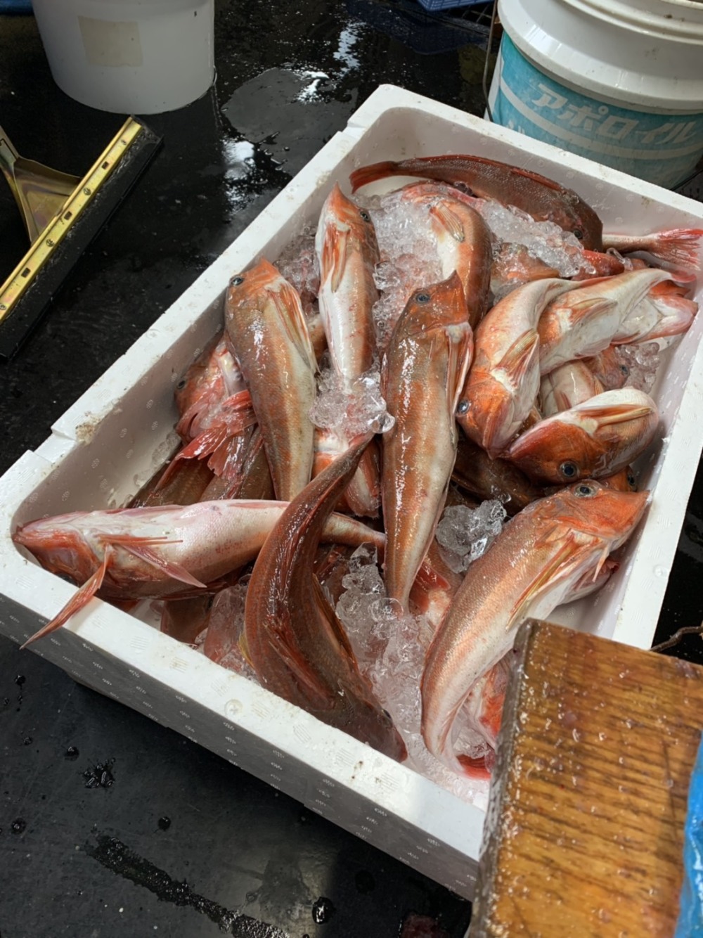 カナガシラと何が入ってるかお楽しみ魚箱 農家漁師から産地直送の通販 ポケットマルシェ