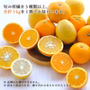 愛媛の旬のかんきつを詰め合わせ！バラエティセット 訳あり3kg