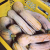 竹林畑の野菜セット【お試しミニサイズ】
