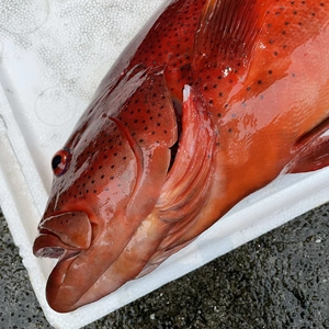 【魚突き】動画あり　スジアラ3.4kg 鱗、内臓処理済