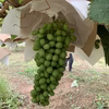 [山梨県勝沼産]特大シャインマスカット‼︎美味しさをお楽しみいただけます。