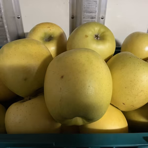 【訳あり】日持ち可能！シナノゴールド家庭用品