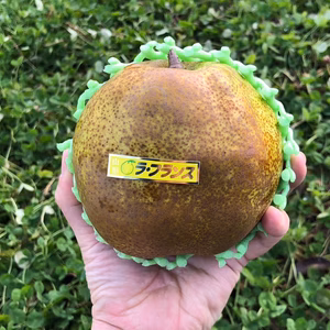 減農薬 大玉 5L以上 ラフランス 2kg/3kg 山形県 ギフト秀品