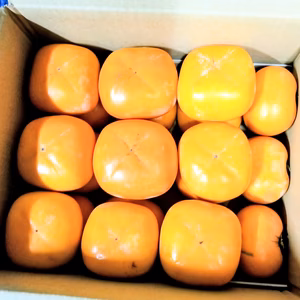 【送料割引】たねなし柿　(家庭用) 　5kg (20個程度)