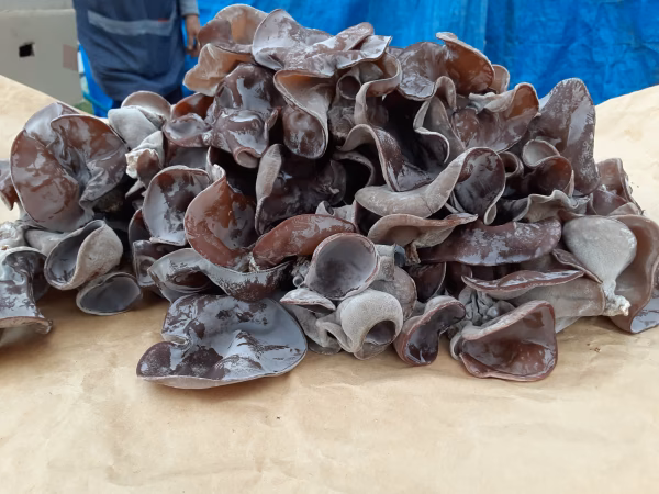 訳ありお買得品❕　かまちゃん農園の【純国産生キクラゲ】1ｋｇ