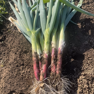 季節の旬の野菜セット120サイズ