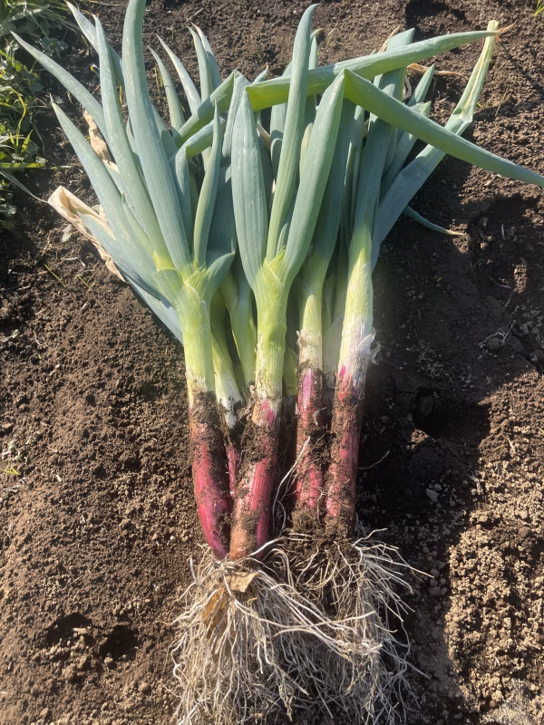 季節の旬の野菜セット120サイズ