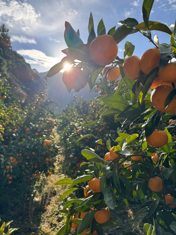 独立元年！元気でまた旅ができるみかん！