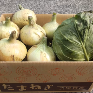 《数量限定》淡路島産の甘くて美味しい新玉ねぎとグリーンボール詰め合わせ