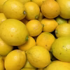 詰め合わせ＊訳ありレモン・赤レモン