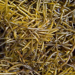 新物　茹であげ生ひじき500グラム（冷凍）
