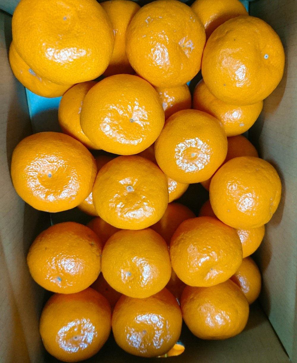 完熟みかん[甘大玉ちゃん]大きくても美味しいみかん (家庭用)痛み保証+5kg(箱込)