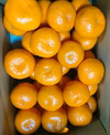 完熟みかん【甘大玉ちゃん】大きくても美味しいみかん
