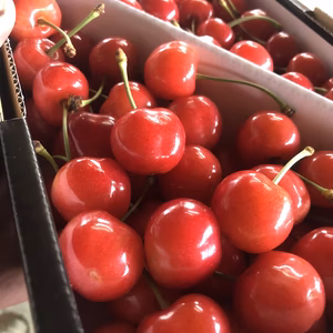 贈答用　紅秀峰　特秀　2Lサイズ　