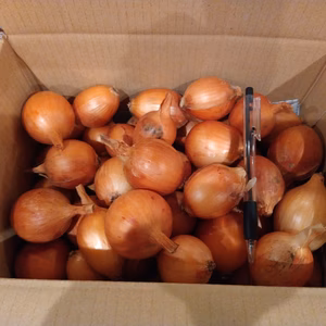 北海道産無農薬玉ねぎ極小