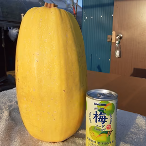 夏限定！おまけ付き！！そーめんカボチャ(レシピ付き)・１点限り！！