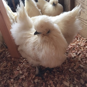 【平飼い】烏骨鶏の卵♬24個（20個+割れ保障4個）